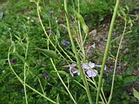 Radis blanc monte en fleur (2)